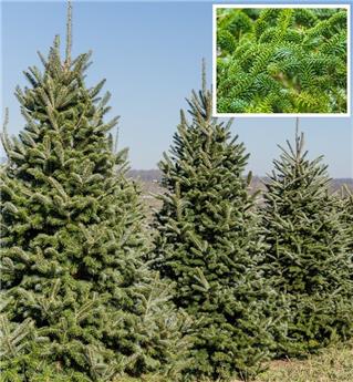 [104005] Abies fraseri 175 200 cm coupé Premium XTRA ** Parfumé **