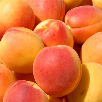 [142129] Abricotier Bergeron Palissé Pot ** Fort prêt à produire. Résistant au froid **