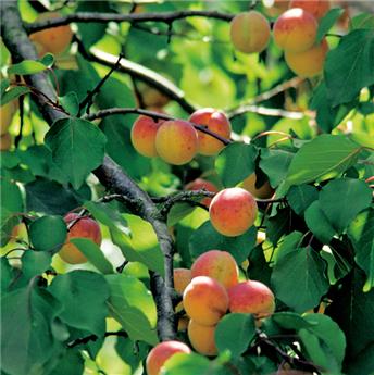 [136094] Abricotier Rouge du Roussillon Buisson