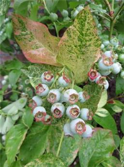 [143249] Vaccinium Flamingo Pot C2 - Myrtillier mi-hâtif **Feuillage rose panaché **