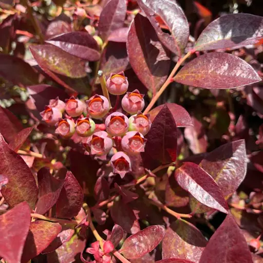 [137858] Vaccinium Cabernet Splash Pot C2 - Myrtillier mi-hâtif ** Feuillage décoratif **