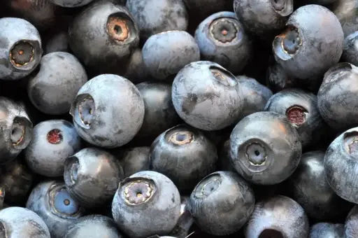 [124445] Vaccinium Bluecrop C2  - Myrtillier mi-saison