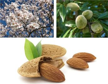 [124229] Amandier Prunus dulcis Buisson 125 150 Pot C5