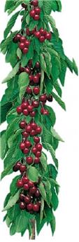 [127520] Cerisier colonnaire Shangai Pot C7.5 ** Grosses cerises autofertile **