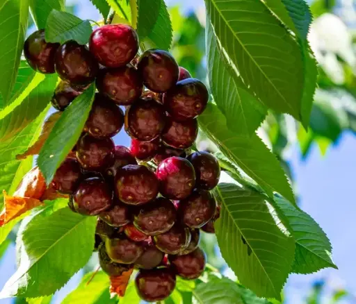 [145285] Bigarreau Hedelfinger Demi Tige *** Xtra Fort - Prêt à Produire ***