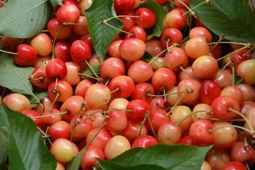 [101215] Bigarreau Napoléon Buisson FORT Pot ** Pollinisateur. Prêt à produire**