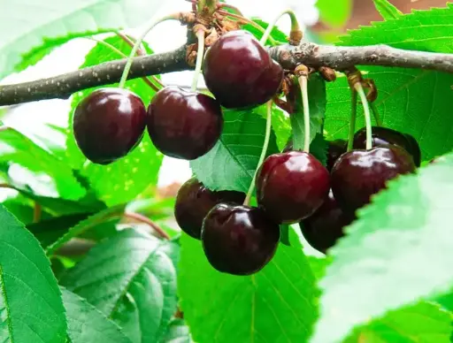 [125465] Bigarreau Noir Buisson FORT Pot **Prêt à produire**