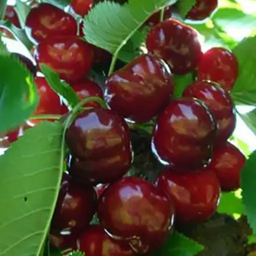 [101222] Bigarreau Van Demi Tige Pot