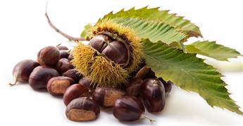 [138093] Castanea sativa De Lyon Demi Tige ** Châtaignier **