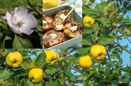 [101228] Cognassier Cydonia oblonga Champion Buisson **Autofertile**
