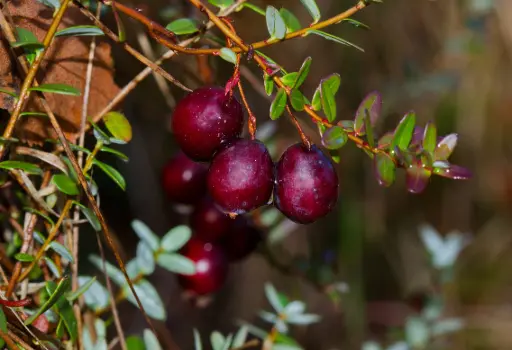 [142997] Vaccinium macrocarpon Pilgrim Pot P11 ** Canneberge à gros fruits **