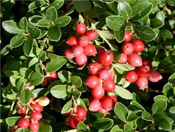 [142997] Vaccinium macrocarpon Pilgrim Pot P11 - Canneberge à gros fruits