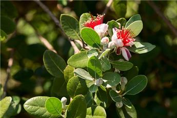 [142348] Acca sellowiana (Feijoa) buisson Pot C10Litres