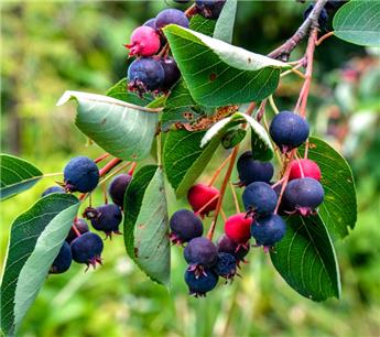 [136304] Amelanchier alnifolia Saskatoon Berry 80 100 cm Pot C10