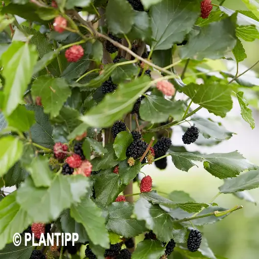 [143011] Morus rotundiloba BonBonBerry® Mojo Berry Pot C 5L