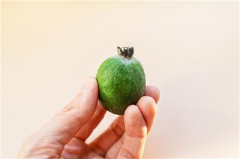 [144493] Acca sellowiana (Feijoa) buisson FORT Pot C18Litres