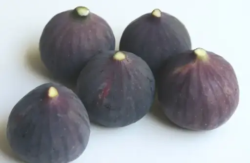 [141856] Ficus carica Brown Turkey Buisson Pot C10 ** Figuier Bifère **