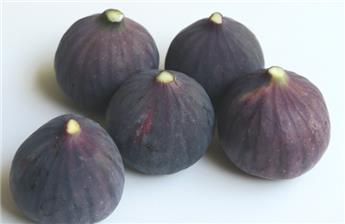 [144494] Ficus carica Ronde de Bordeaux Buisson XTRA Pot C10-15Litres ** Fort prêt à produire - Unifère - Autofertile **