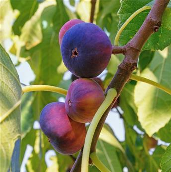 [129802] Ficus carica Violette Normande Buisson Pot C20 ** Bifère **