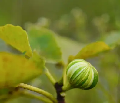 [129801] Ficus Carica Panaché Pot C5 ** Figuier. Unifère **