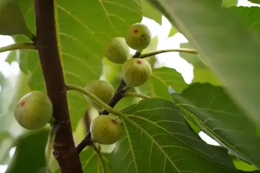 [105238] Ficus carica La Marseillaise ou Couille du pape Pot C5Litres **Figuier. Unifère **