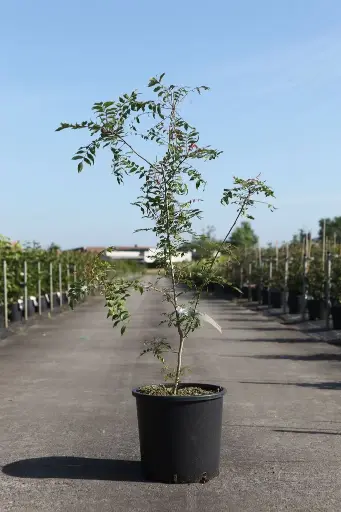 [134303] Pistacia Chinensis Pot de 15 Litres 100/+cm