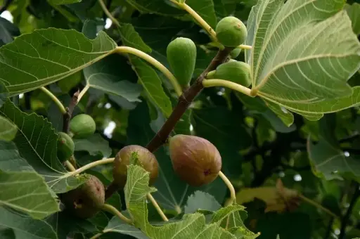 [122274] Ficus carica madeleine des 2 saisons Demi Tige Fort Pot C15 * Figuier