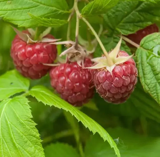 [144473] Framboisier Enrosadria® Pot C2L **Forte production de juin à oct. **