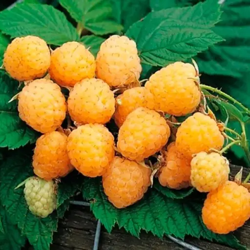 [132901] Framboisier Golden Everest **Autofertile et remontant**