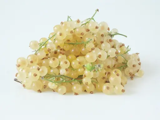 [140764] Groseillier Versaille Blanche Pot C5  ** Fruits Très parfumés **