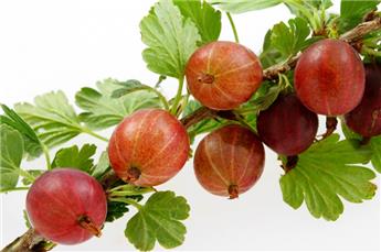 [143871] Groseillier à maquereaux Spine Free (Fruits rouge) C3L  ** Autofertile. Peu épineux **