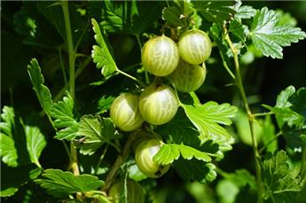 [143872] Groseillier à maquereaux Hinnonmaki Vert (Fruits fruits) PotC3L ** Résistante aux maladies **