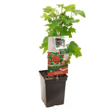 [107153] Groseillier Jonkheer Van Tets Buisson Pot P18 cm - C3L **Ancienne variété **