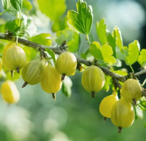 [119440] Groseillier à maquereaux Tatjana (Fruits jaune) Pot ** Peu épineux **