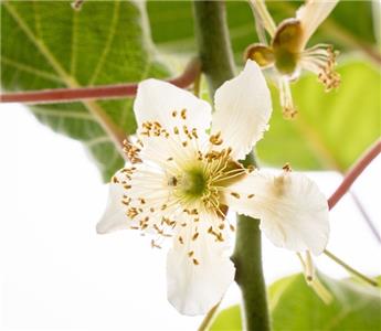 [145317] Actinidia deliciosa Atlas Pot C2 ** Kiwi Mâle **