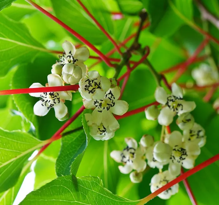[137064] Actinidia arguta Weima Pot C2  ** Kiwai Mâle **