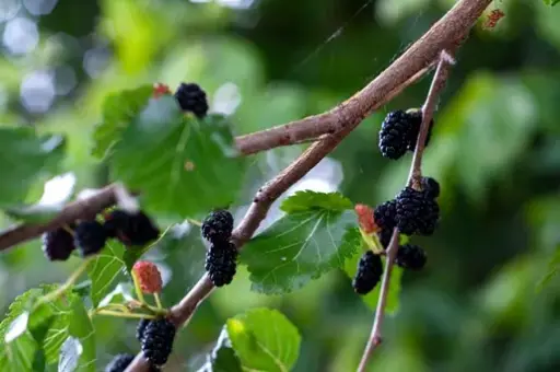 [124438] Morus Nigra -Murier arbre. Buisson 80+