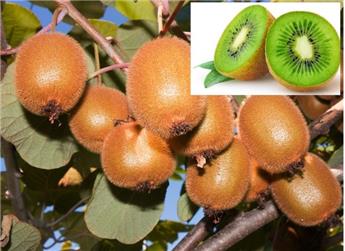[141009] Actinidia deliciosa Solissimo® C5.5 Fort prêt à produire **Autofertile**