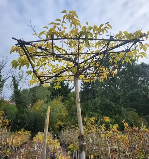 [143037] Morus nigra Fruitless Haute Tige 18 20 Parasol Pot C150L