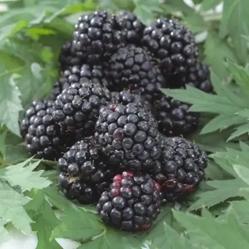 [106341] Mûrier Thornless Evergreen Pot C2 ** Autofertile. Sans épines **