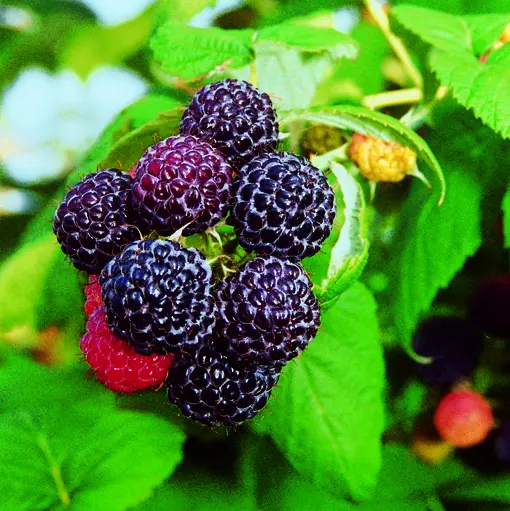 [144310] Murier Rubus fruticosus Loch Ness Pot C2.7Litres ** Murier sans épines **