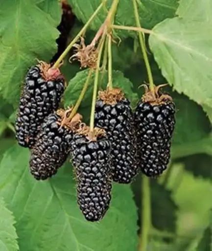 [132900] Mûrier Triple Crown Pot P11 ** Autofertile. Sans épines **