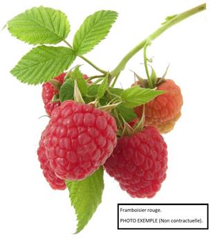 [110404] Murier Framboisier Loganberry Pot P16 **Autofertile et sans épines**