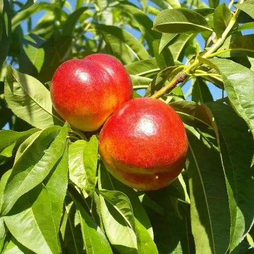 [121577] Nectarine Madame Blanchet Buisson fort prêt à produire Pot P24 cm
