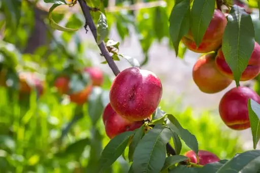 [121578] Nectarine madame Blanchet Demi tige Pot **Autofertile**