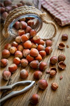[132846] Corylus avellana Geant des Halles Pot P18