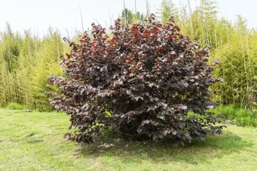 [144215] Corylus maxima PURPUREA 80 100 CM JPL RN *** Remise importante à partir de 10 plantes **