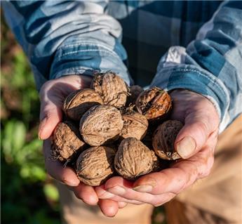 [121802] Juglans Broadview Pot P24cm - Noyer greffé Autofertile: production rapide.