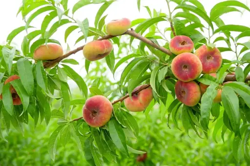 [144533] Pêcher Paraguayo Demi Tige  Pot ** Fort: prêt à produire. Pêche plate. Autofertile et résistant ***