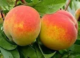 [144309] Pêcher Suncrest Demi-Tige Pot C15 Litres **Autofertile, résitant, très gros fruits***